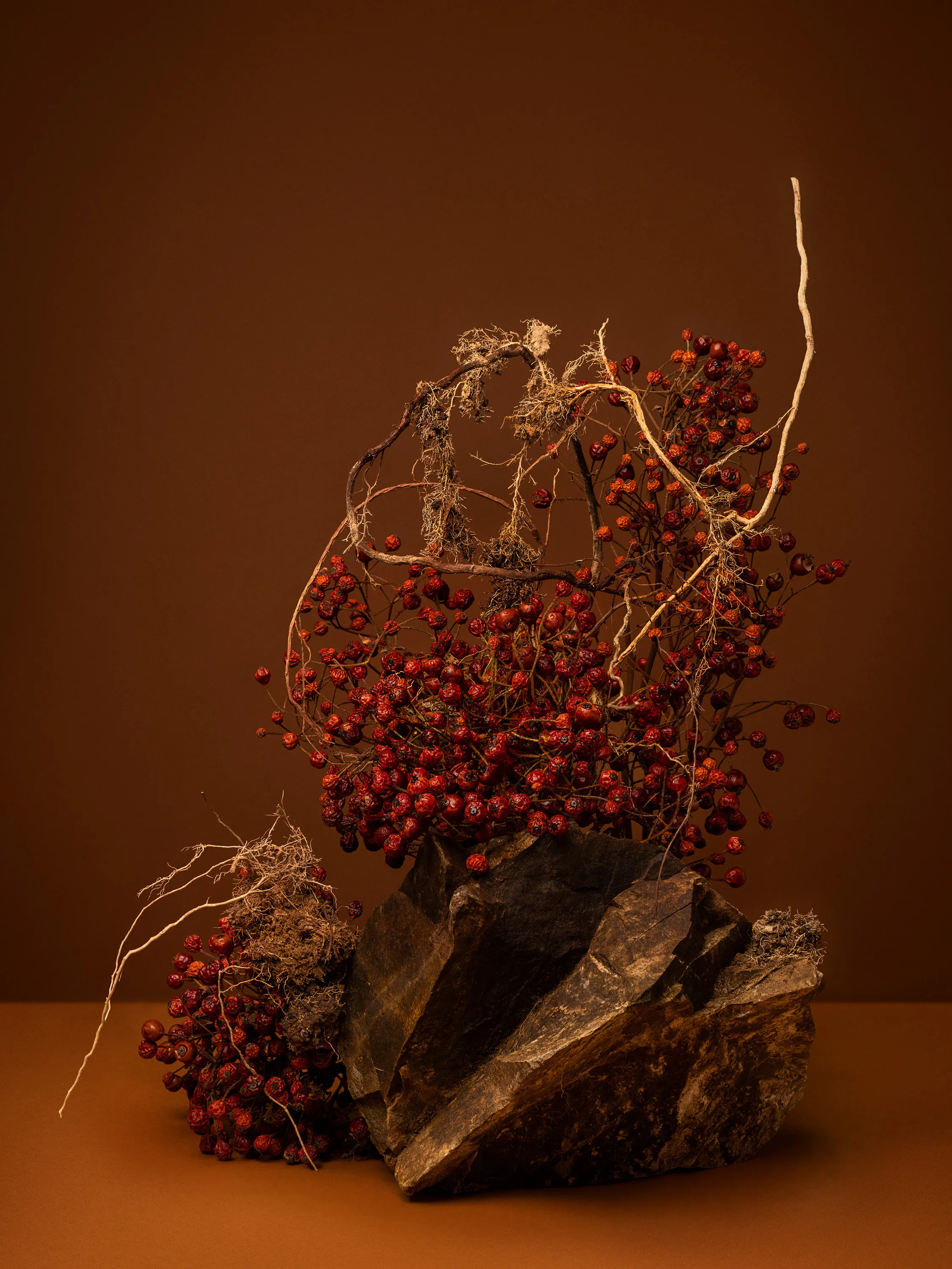 They served things ground to soil (Haw- thorn, May, Mayblossom, Whitethorn, Quickthorn, Haw, Huath, Gazels. Halves. Hagthorn. Ladies’ Meat. Bread and Cheese Tree) by Ann Shelton