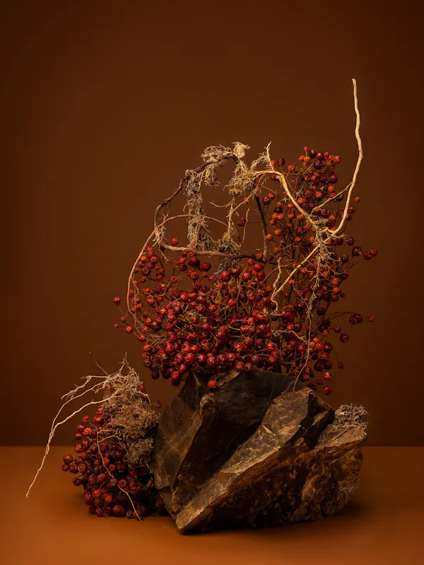 They served things ground to soil (Haw- thorn, May, Mayblossom, Whitethorn, Quickthorn, Haw, Huath, Gazels. Halves. Hagthorn. Ladies’ Meat. Bread and Cheese Tree) by Ann Shelton