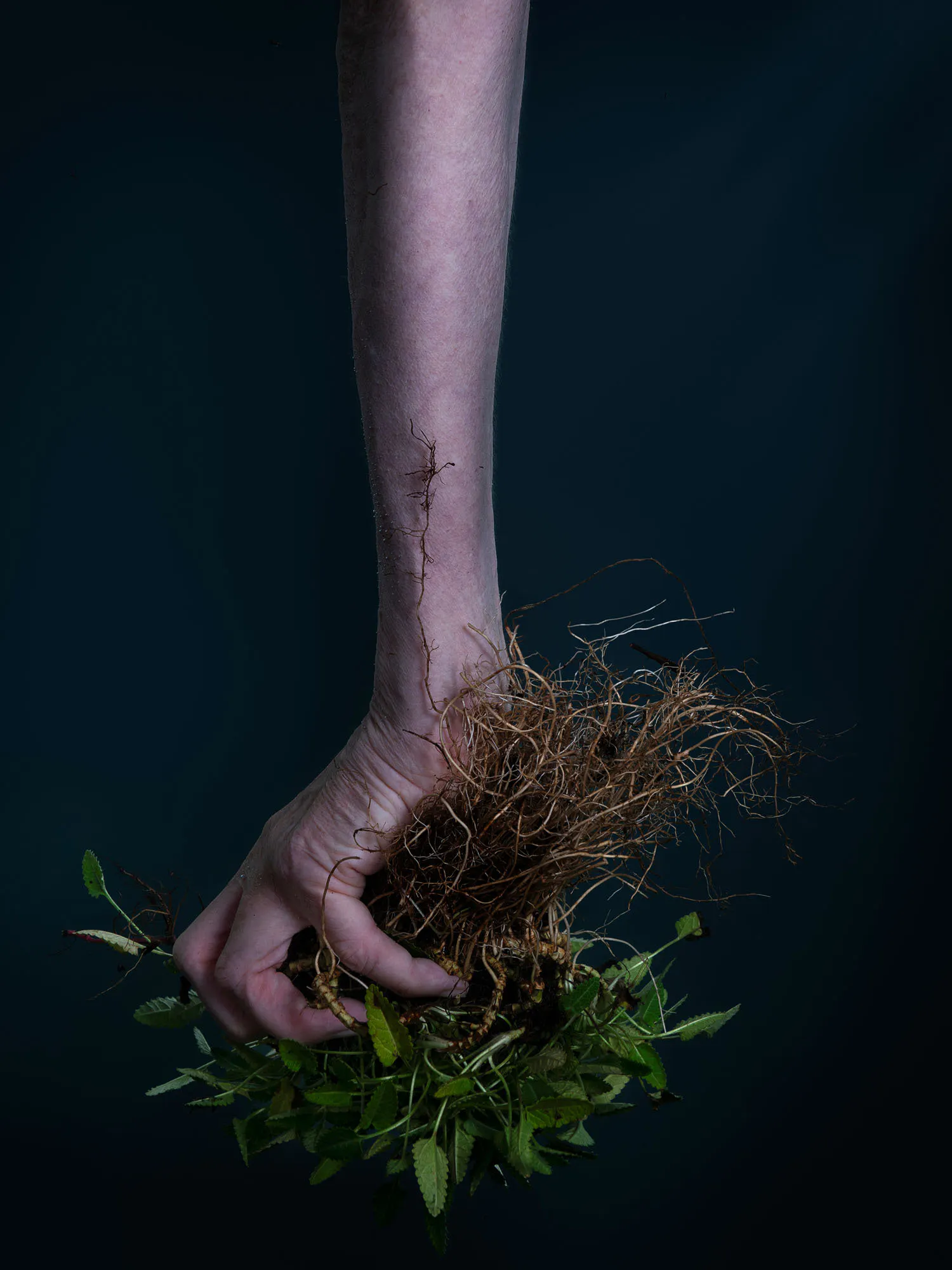 Trade your coat for betony (betony, wood betony, common hedgenettle, purple betony, bishopwort, or bishop's wort, hairy nette, devil’s plaything) by Ann Shelton