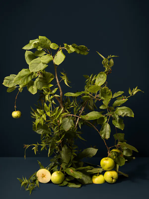 We thank you for the gift to decide the fate of man from birth (Apple) by Ann Shelton
