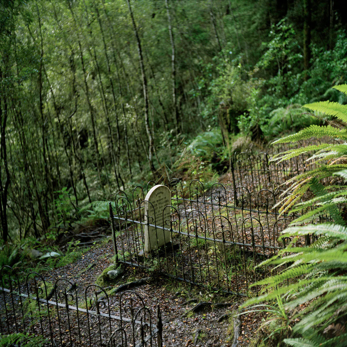 Lyell Cemetery, June 2012 by Caroline McQuarrie