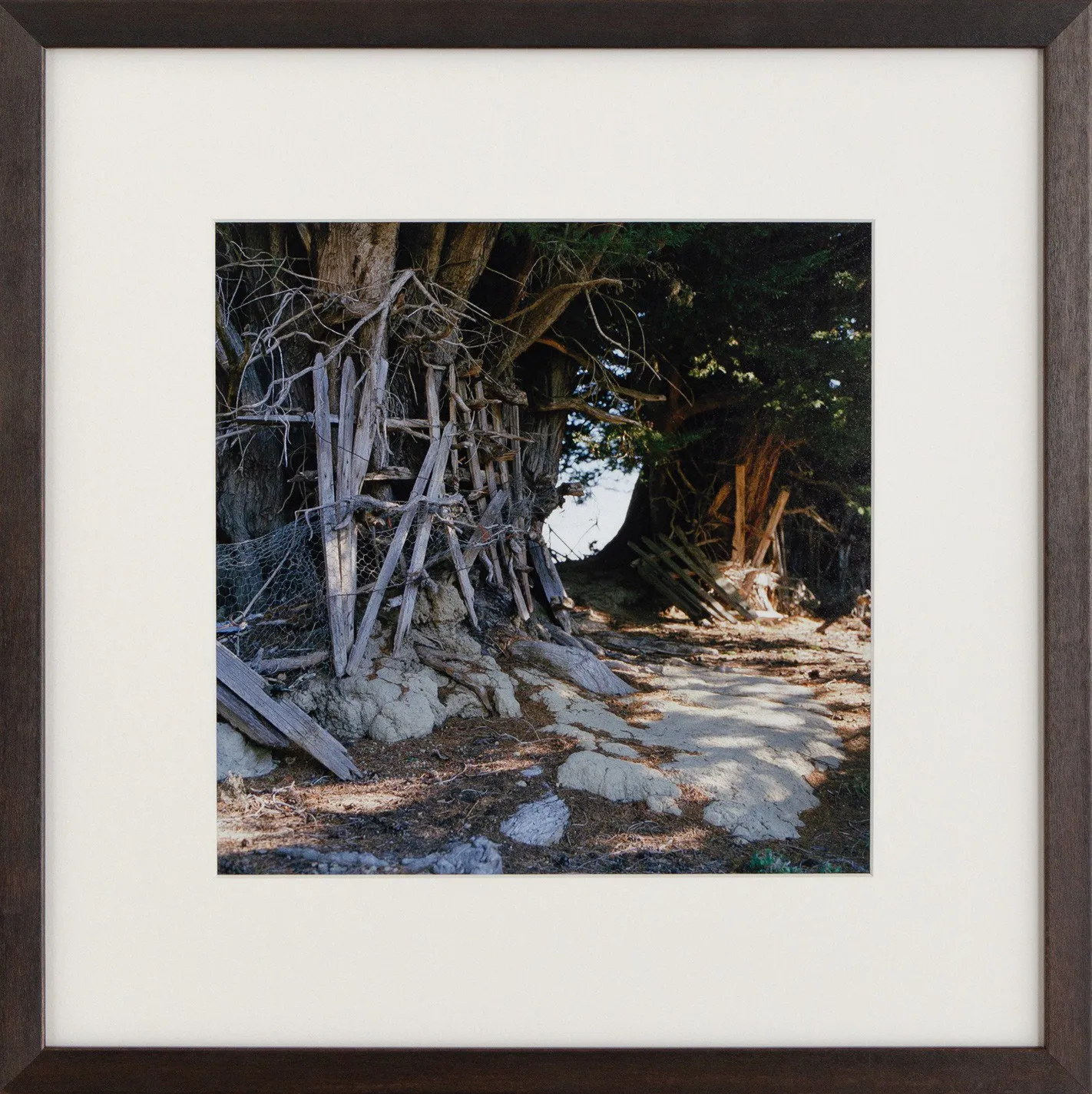 Overgrown Hedge, Blue Spur by Caroline McQuarrie