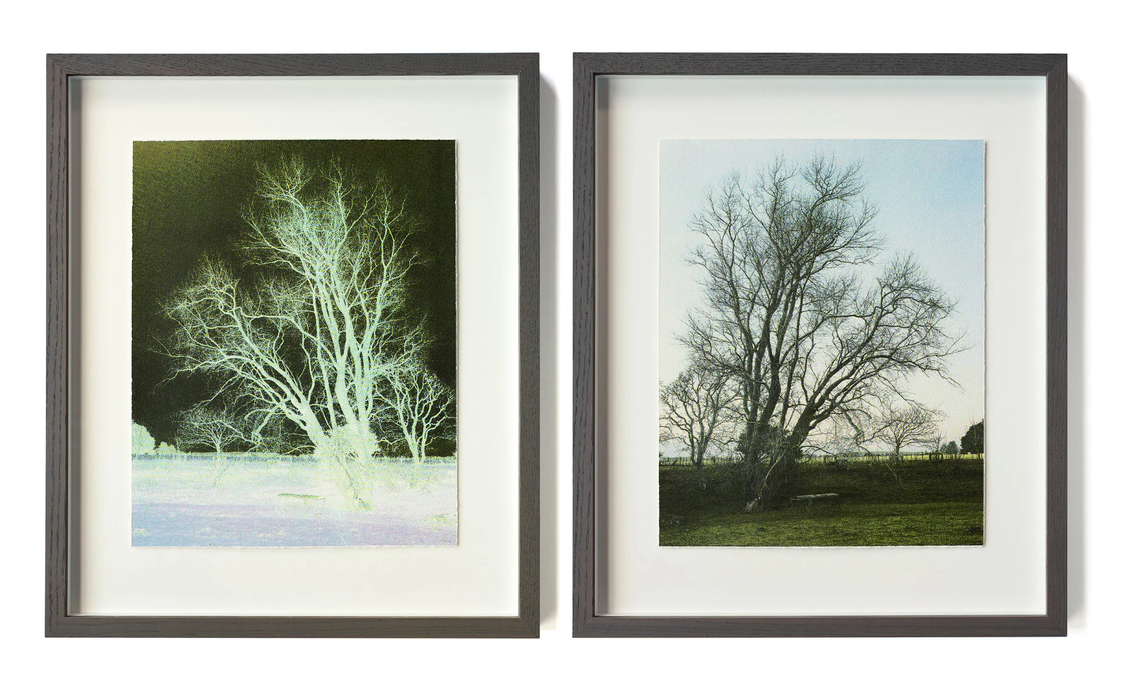 Poplar Tree in Winter, in collaboration with Marci Tackett by Caroline McQuarrie