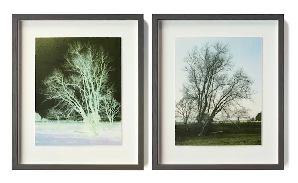 Poplar Tree in Winter, in collaboration with Marci Tackett by Caroline McQuarrie