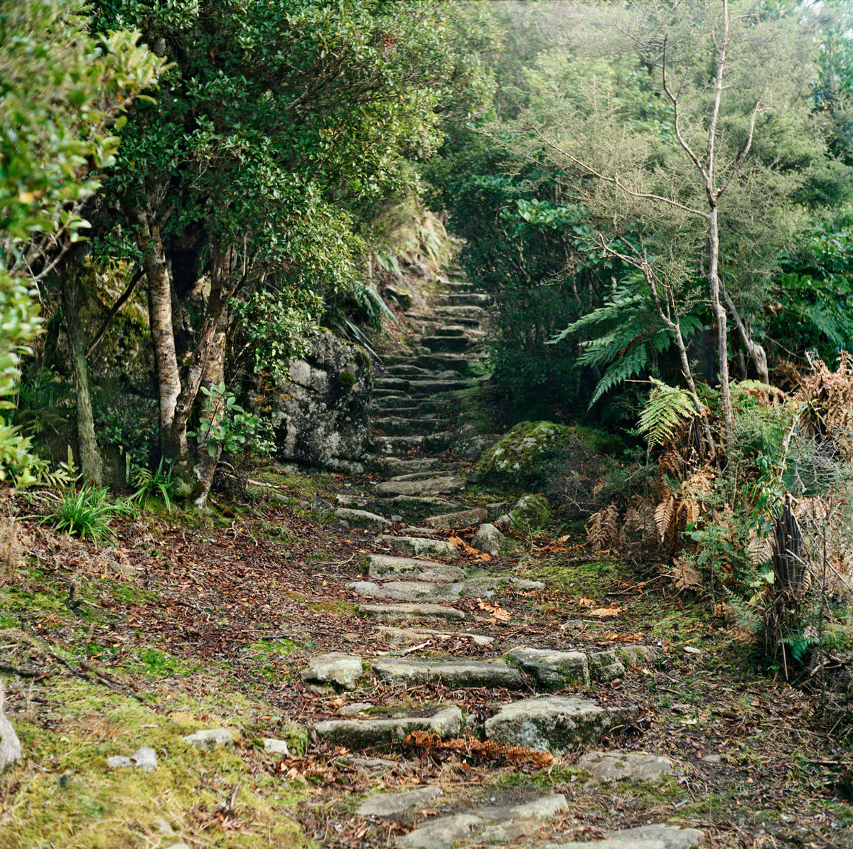 Steps from ‘Camp’ to mine workings at the head of the incline, Denniston, June 2012 by Caroline McQuarrie