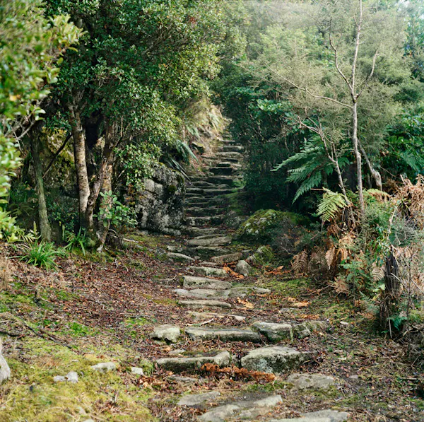 Steps from ‘Camp’ to mine workings at the head of the incline, Denniston, June 2012 by Caroline McQuarrie