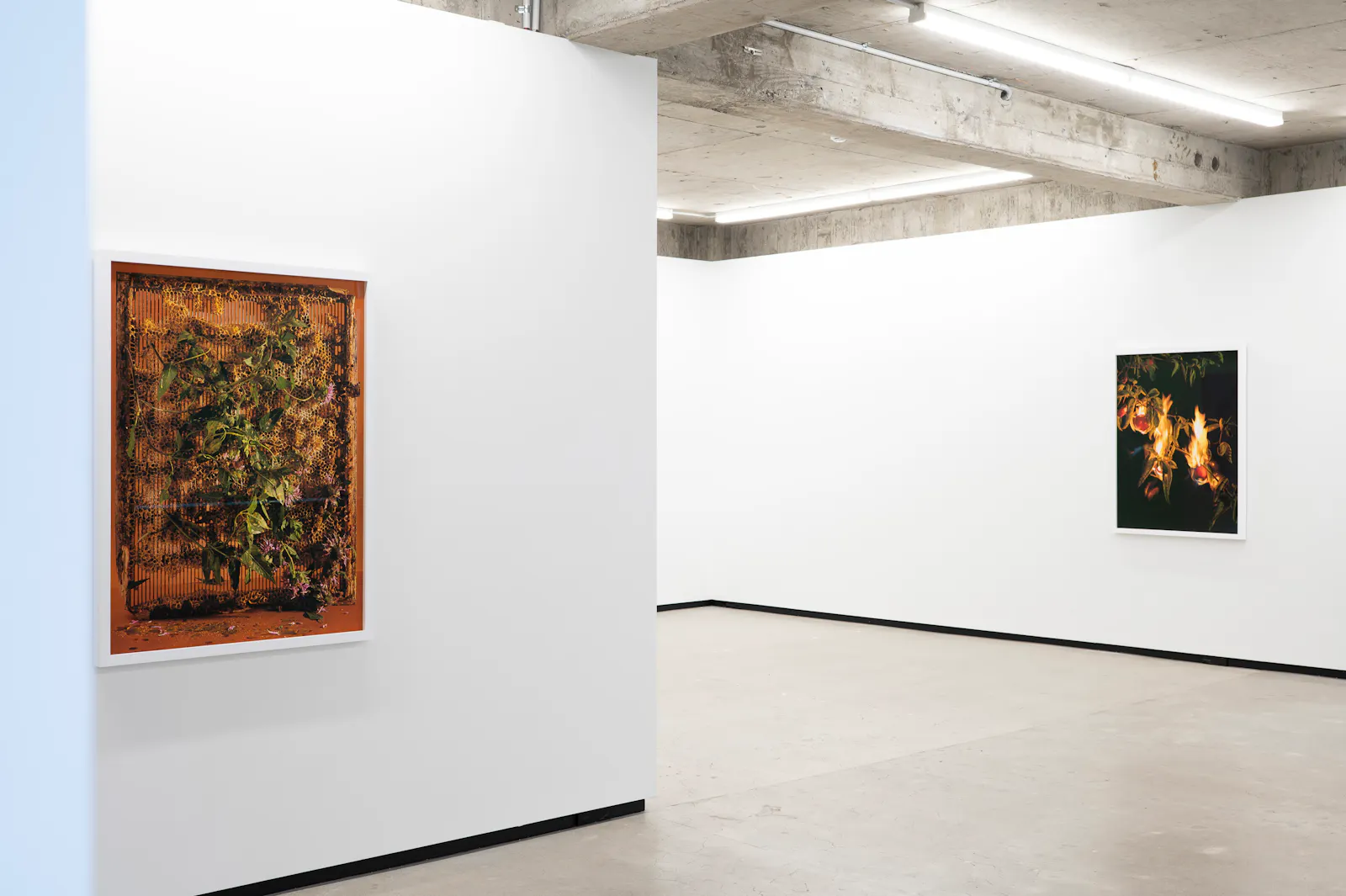 Ann Shelton Jhana Millers Gallery