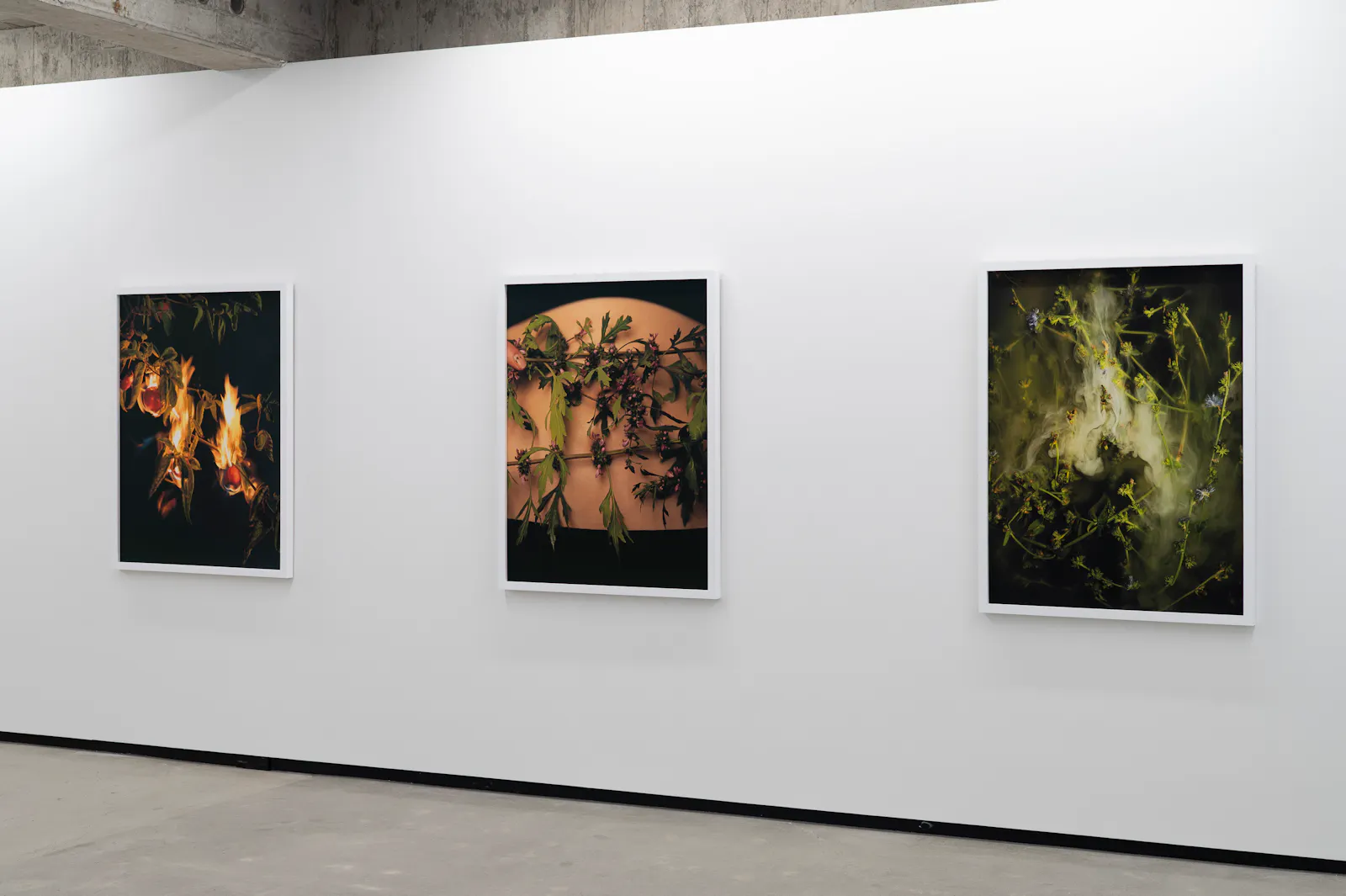 Ann Shelton Jhana Millers Gallery