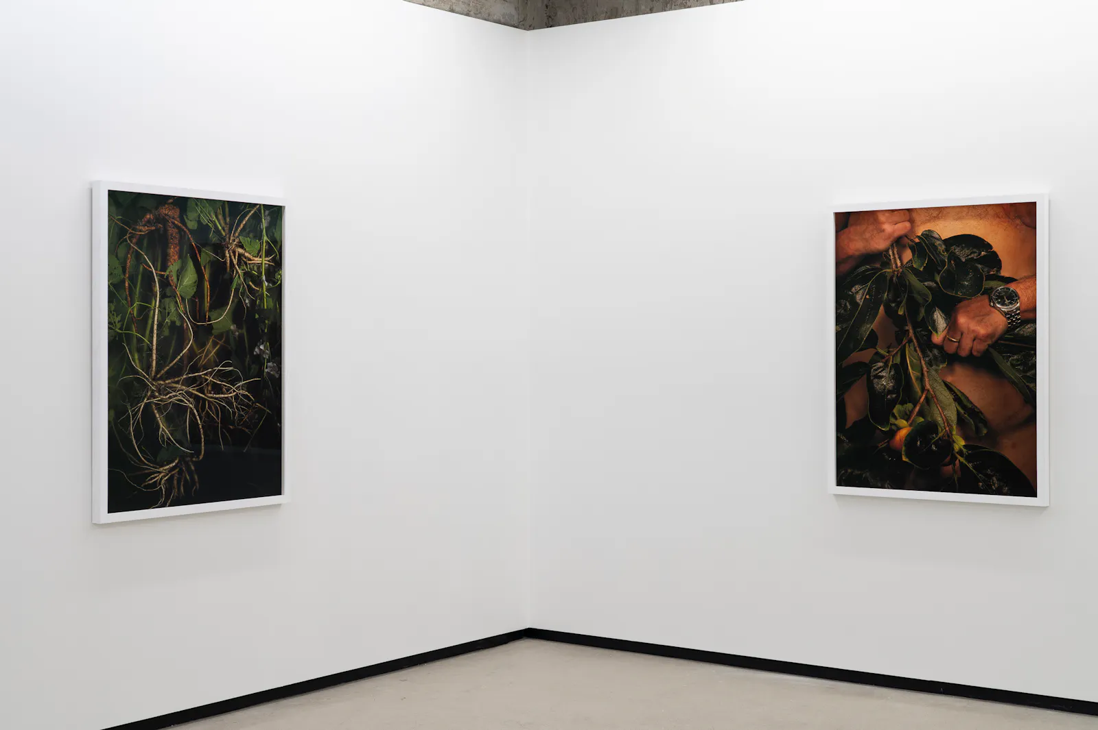 Ann Shelton Jhana Millers Gallery