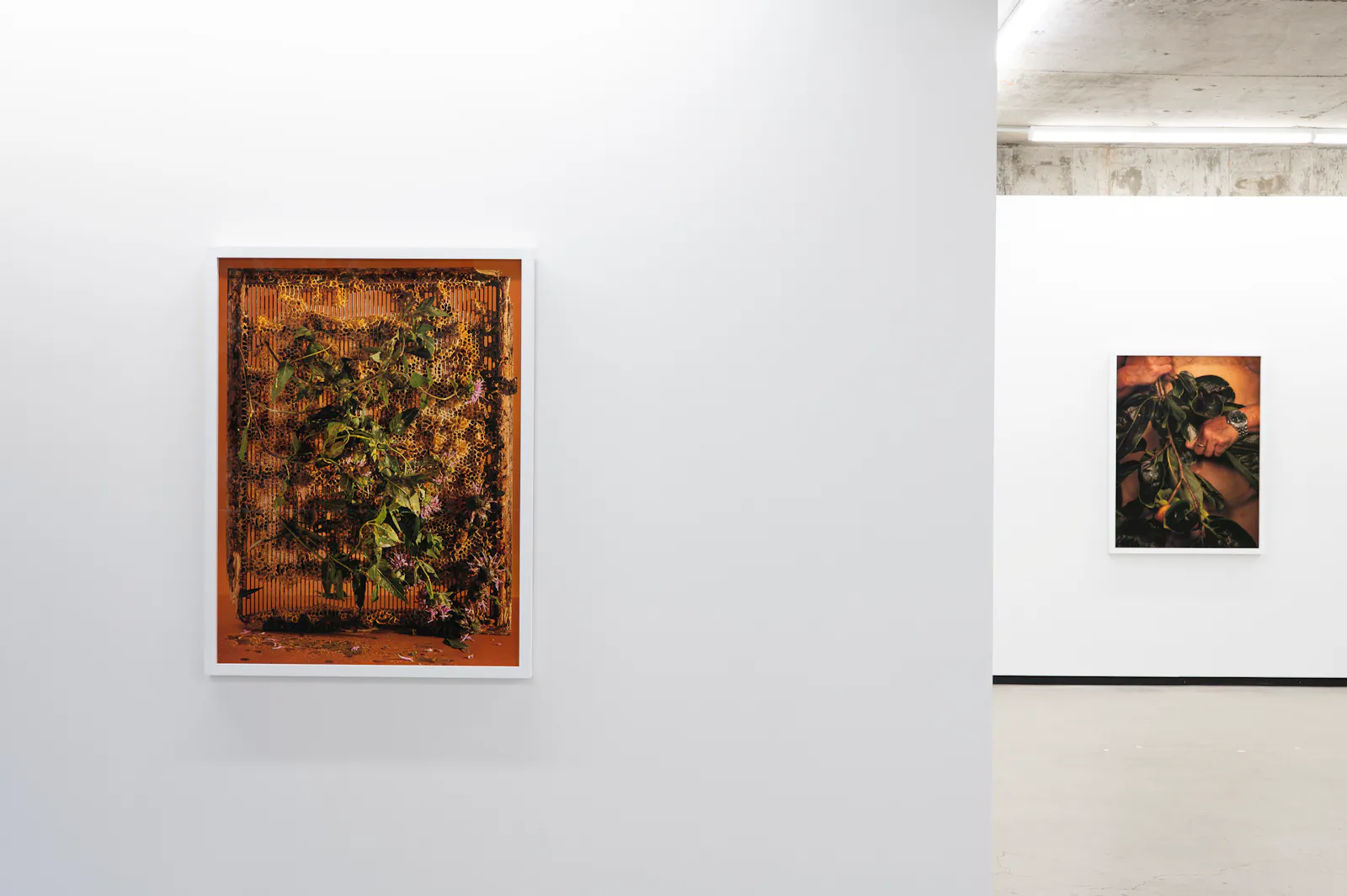 Ann Shelton Jhana Millers Gallery