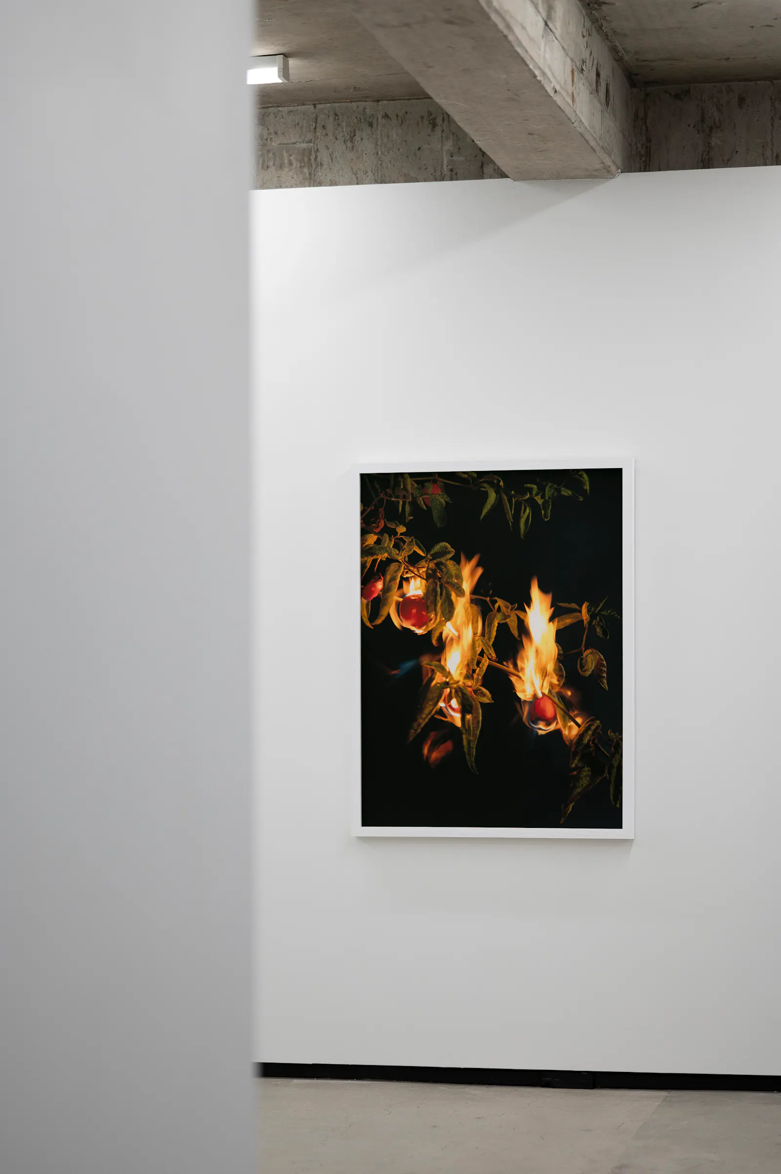 Ann Shelton Jhana Millers Gallery