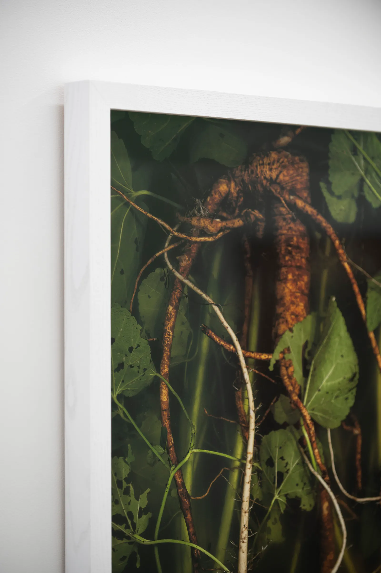 Ann Shelton Jhana Millers Gallery