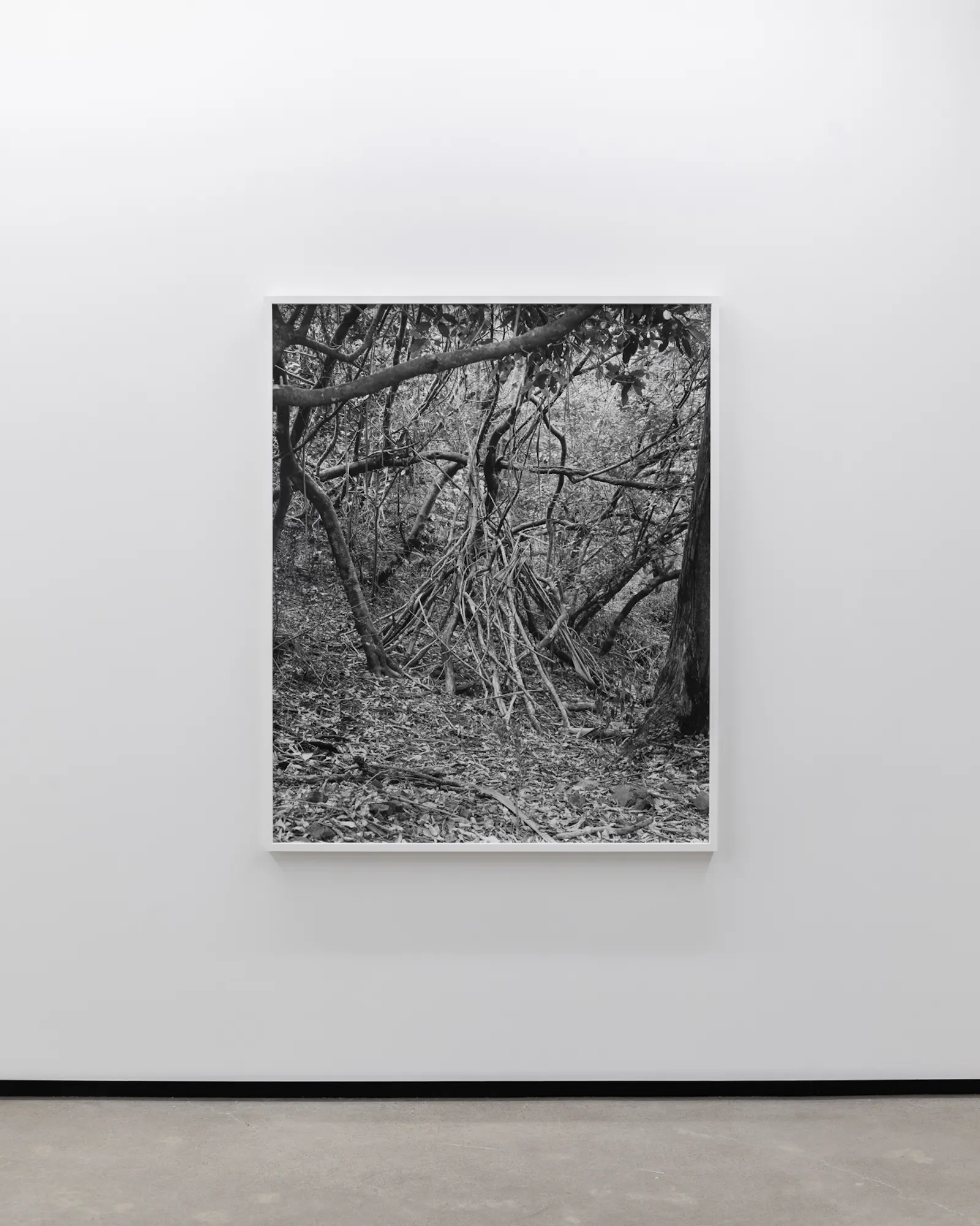 Screaming Waterfalls, Jhana Millers Gallery