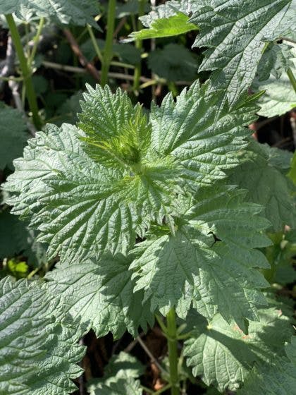 Stinging Nettle