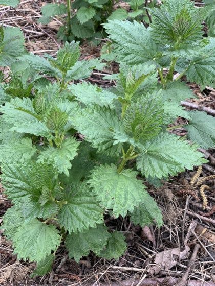 Stinging Nettle