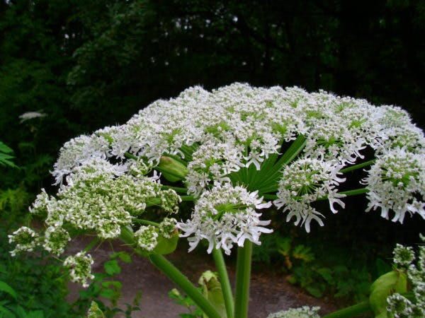 Giant Hogweed