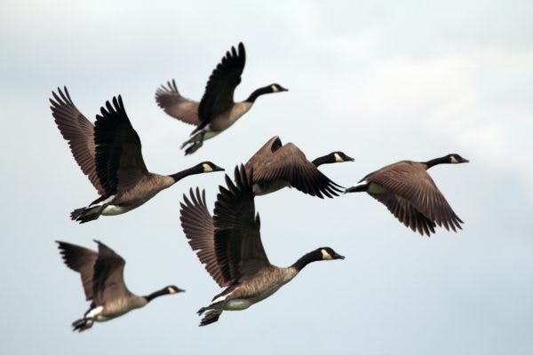 Canadian Geese in Flight