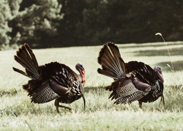 Two wild turkeys