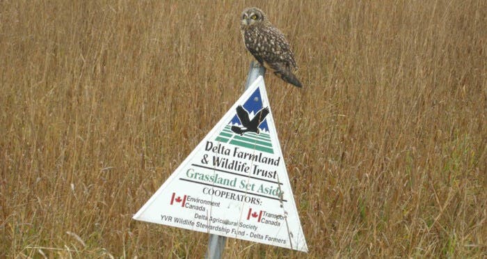 Delta Farmland & Wildlife Trust Owl on Post