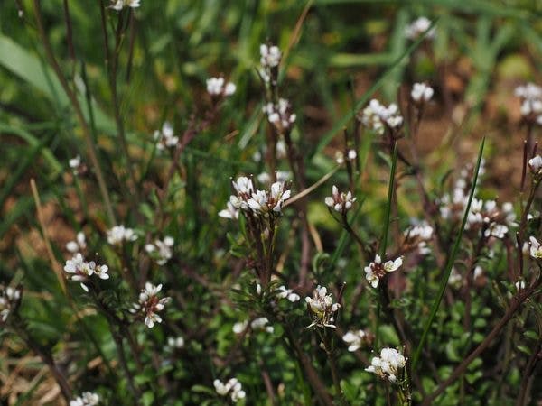 Bittercress