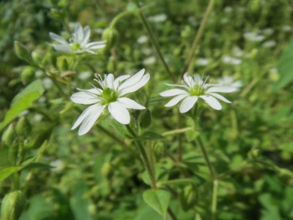 Chickweed Flower