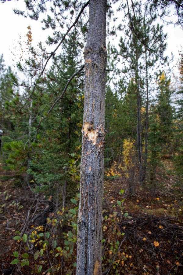Bear damage to tree