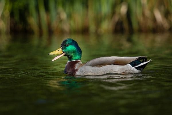 Mallard duck