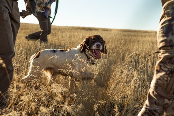 waterfowl and upland game hunting with a dog bc