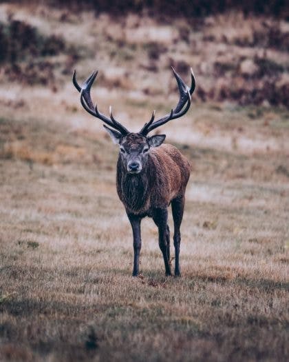 Deer in Field