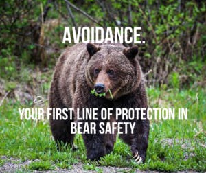 Bear Defence, Bear safety training