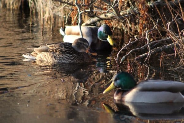 Ducks meeting