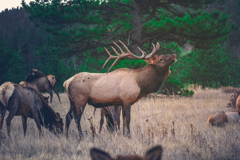 Caribou