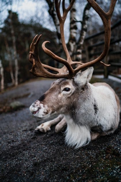 Caribou lying down