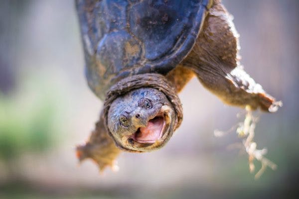 Snapping turtle