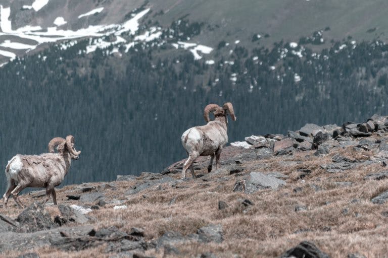 Bighorn sheep on mountain