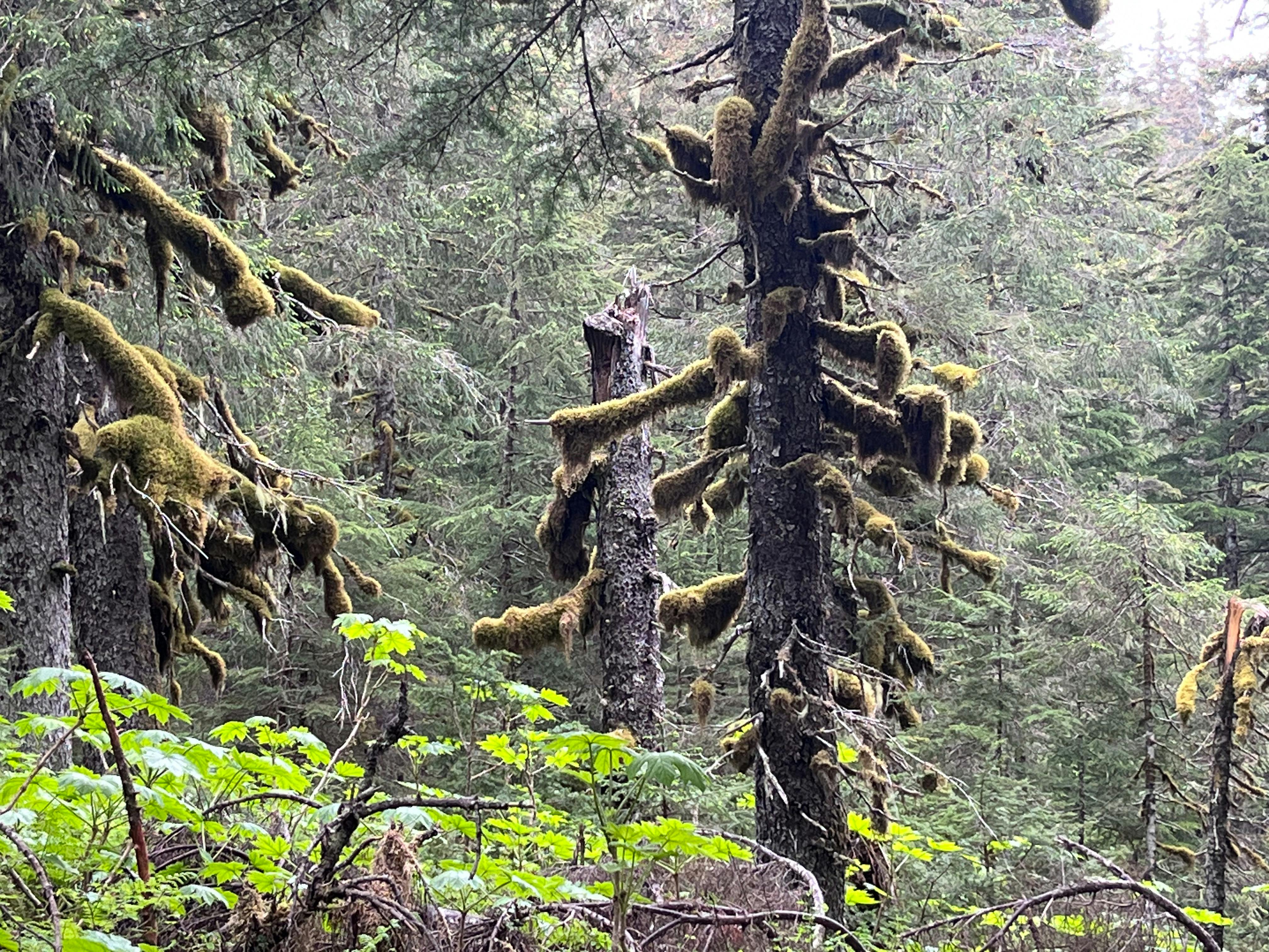 Moss forest, Caines Head, AK, July 2023