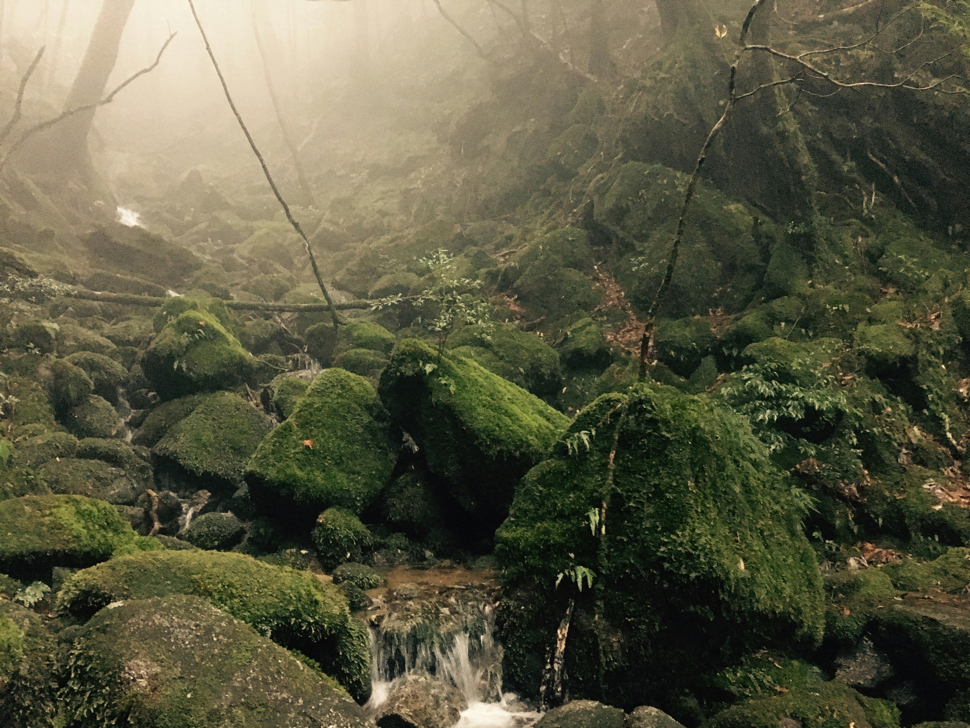 Yakushima, Japan, January 2018