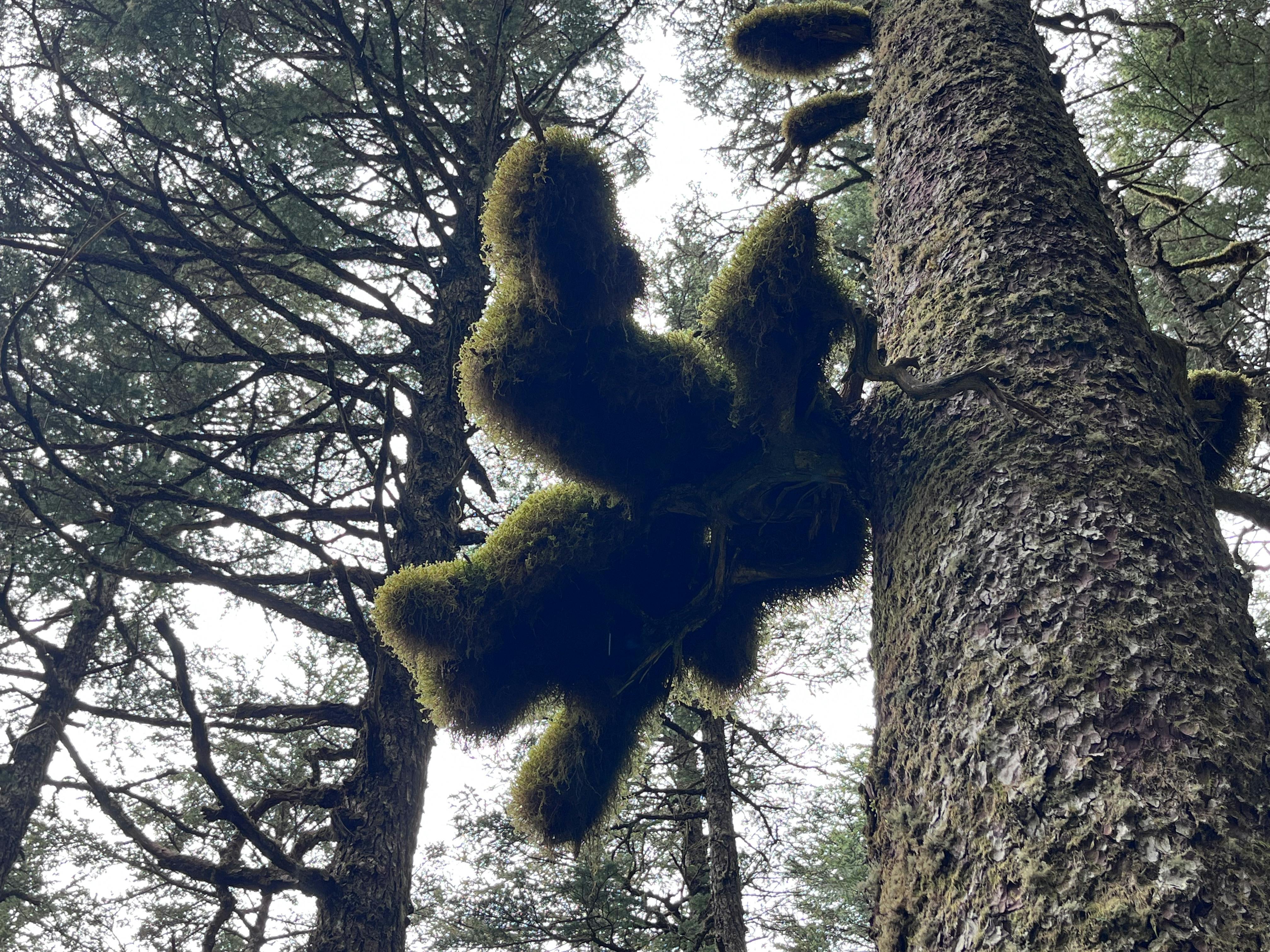 Moss forest, Caines Head, AK, July 2023