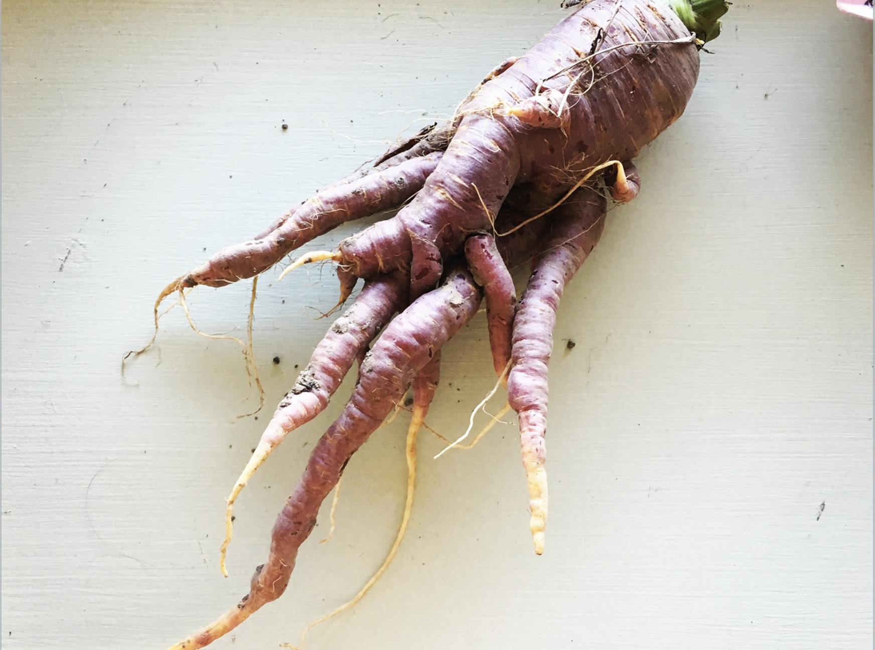 Purple Carrot from vegetable garden, Zurich, 2018