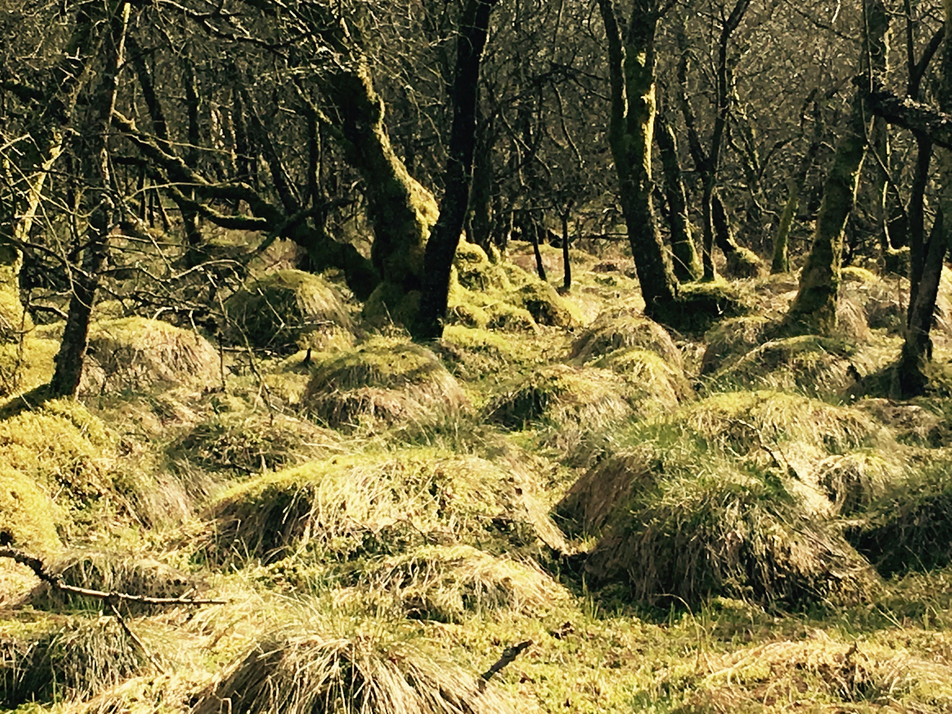 Moss area, Brockholes, UK, May 2018