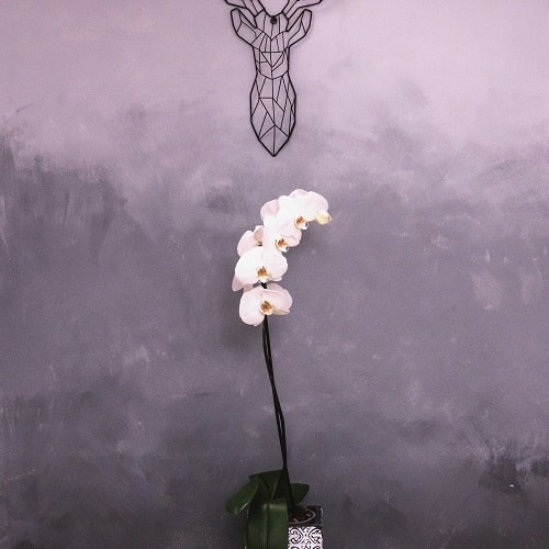 ombre wall with a flower