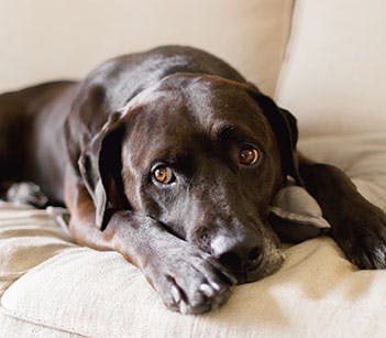 Dog lying down
