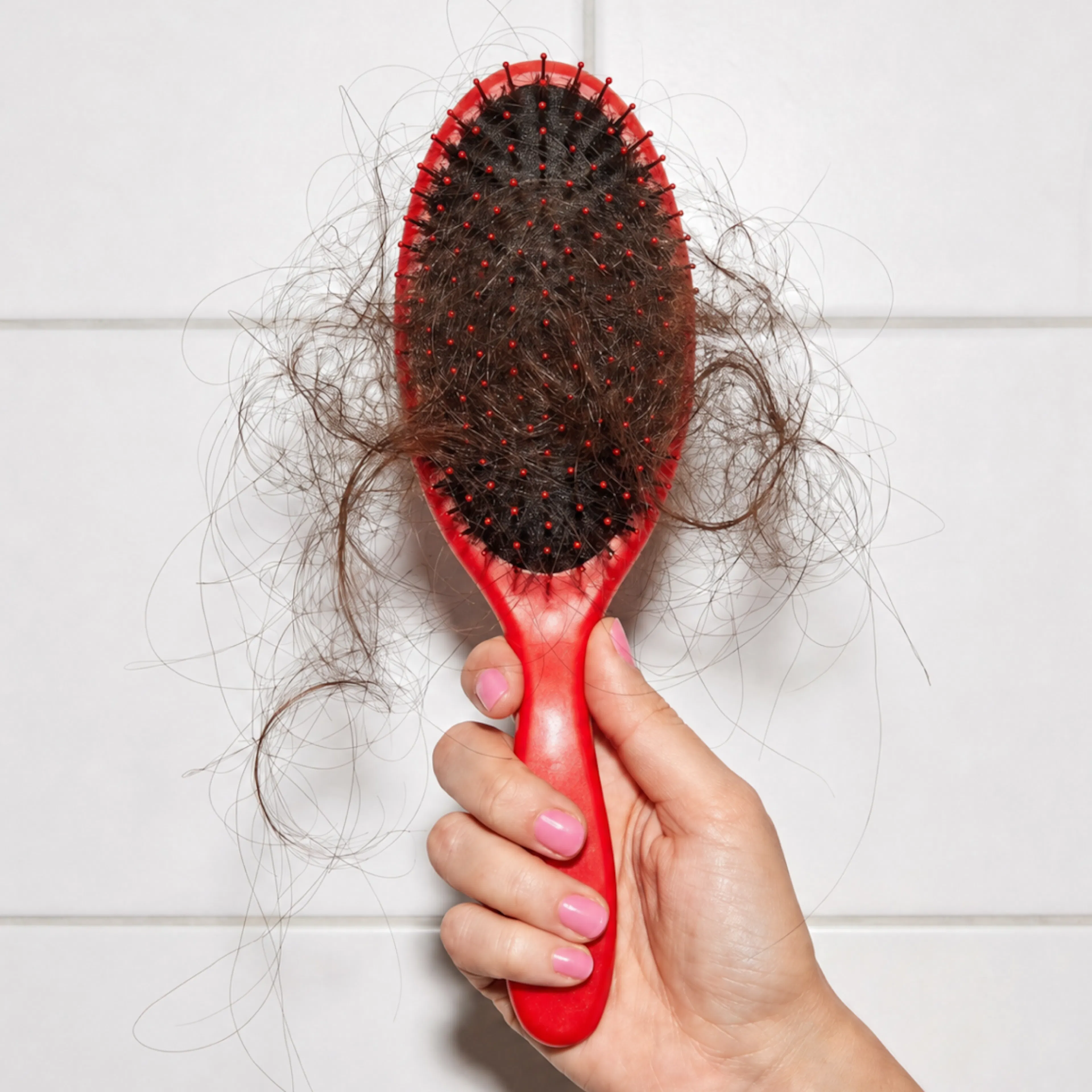  A close-up photo of lots of brown hair on a red hair brush.
