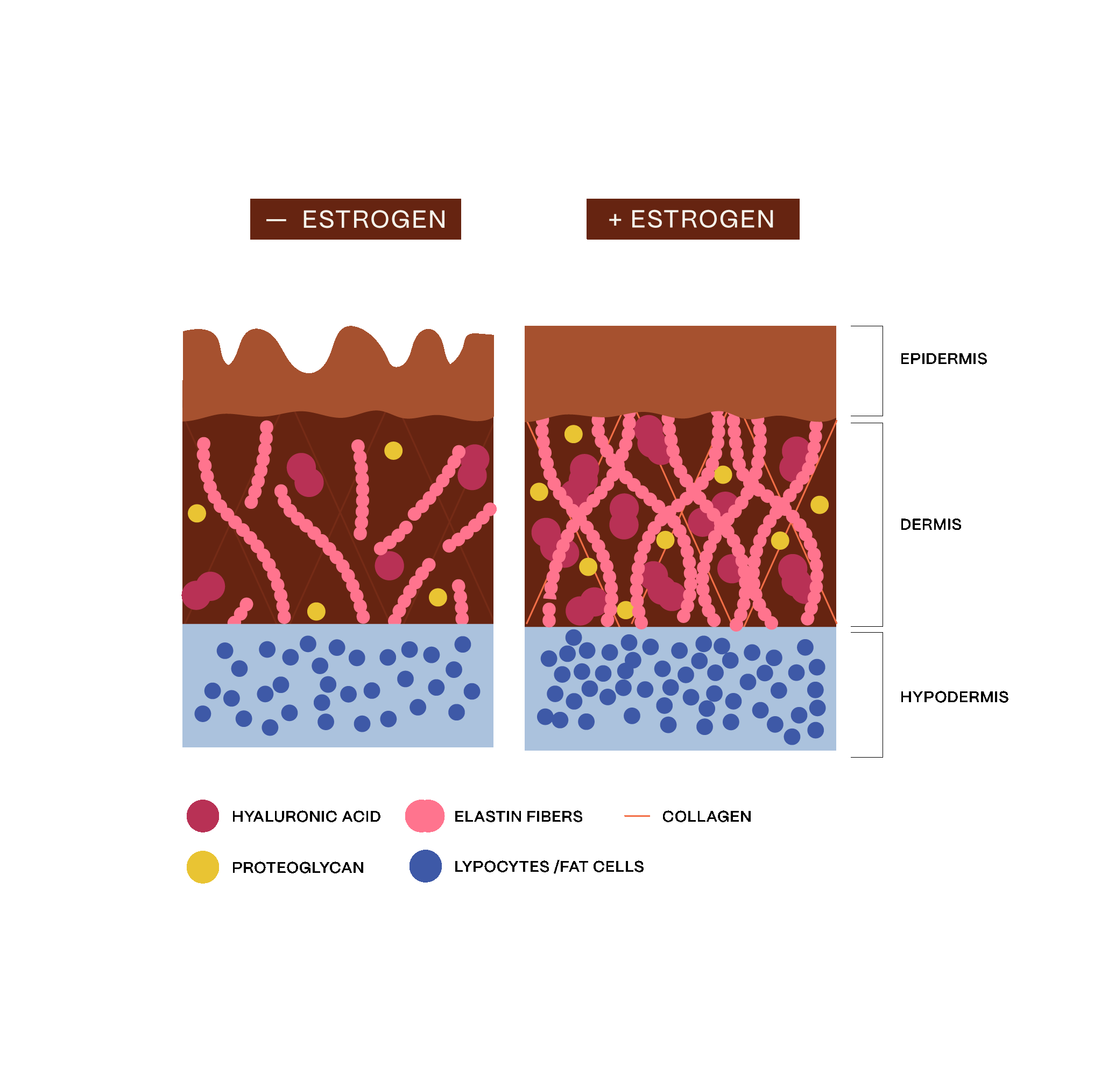 how estrogen affects the skin infographics