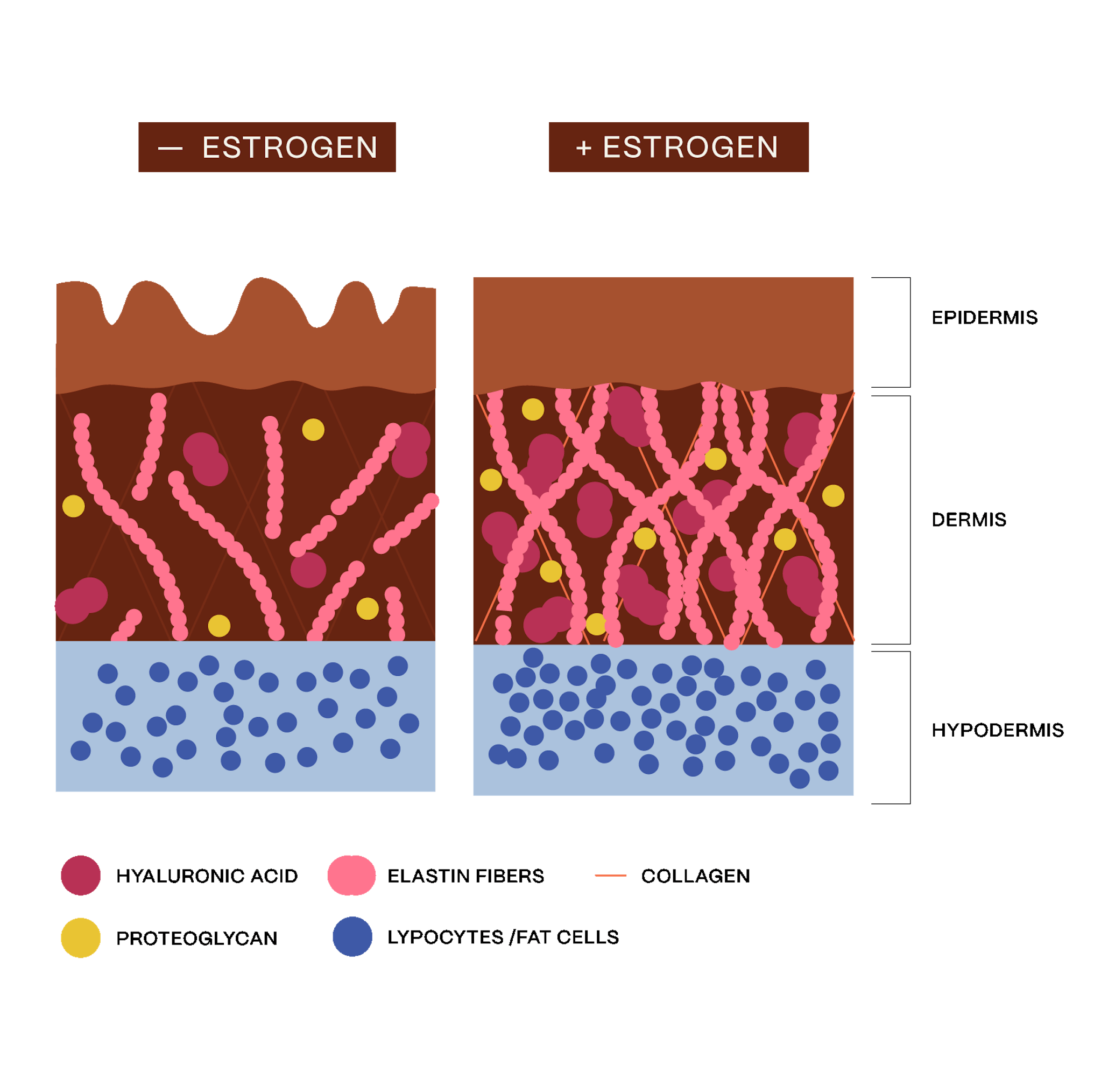 how estrogen affects the skin infographics