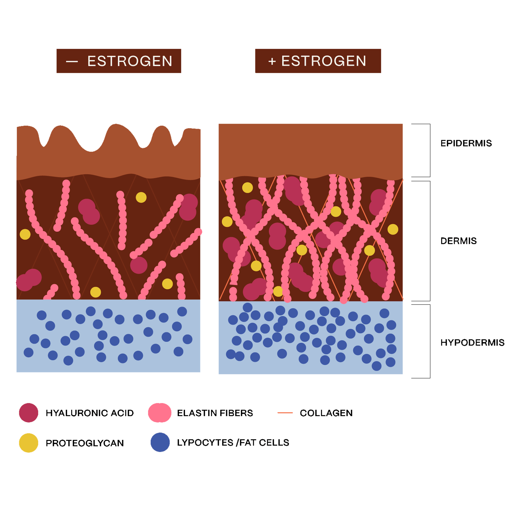 how estrogen affects the skin infographics
