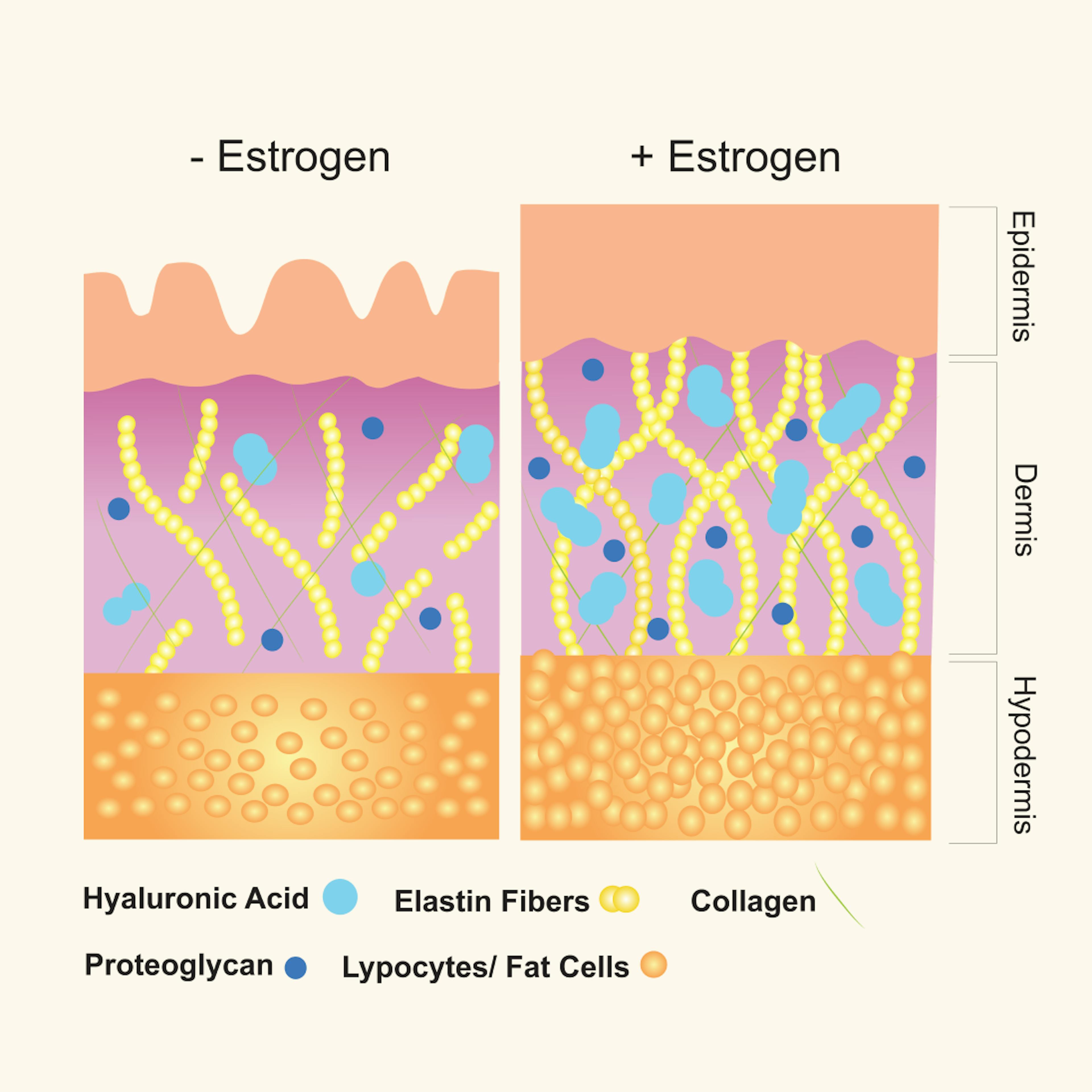 skin changes during menopause diagram