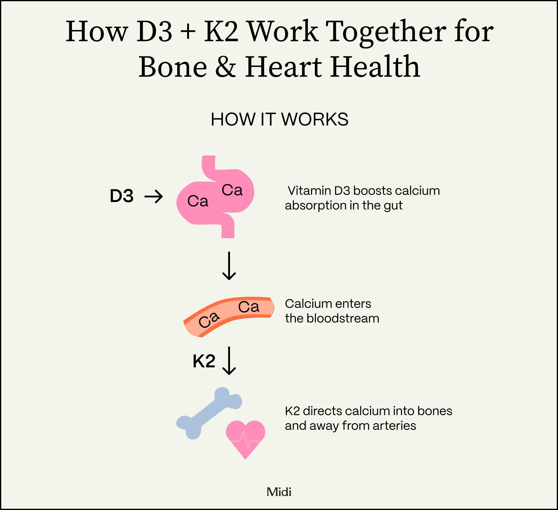 graphic showing how D3 and K2 work in the body