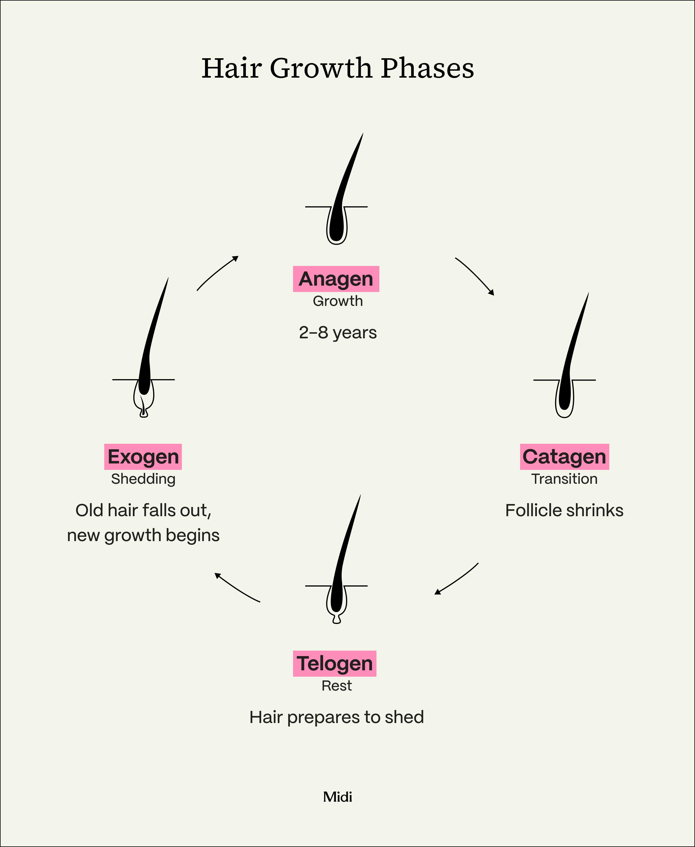 image showing the phases of hair growth and shedding
