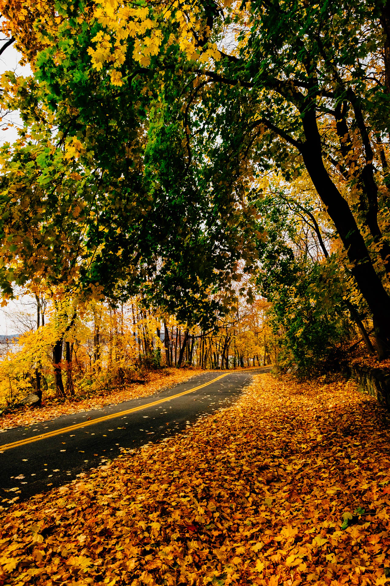 Autumn in Oscawana Park